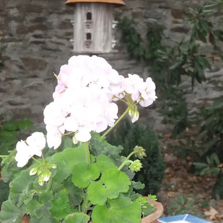 Pensionat Chateau Bily